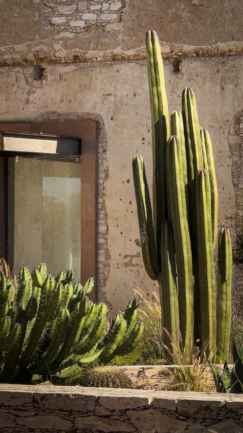 Rustic Cactus Backfround Stone Wall with Cacti and Succulents · Free Stock Photo