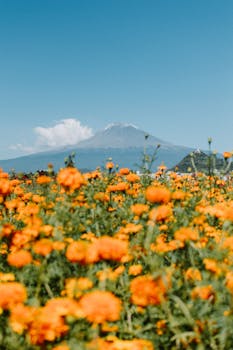 Vibrant marigold field with a breathtaking view of Popocatépetl Volcano under a clear blue sky.