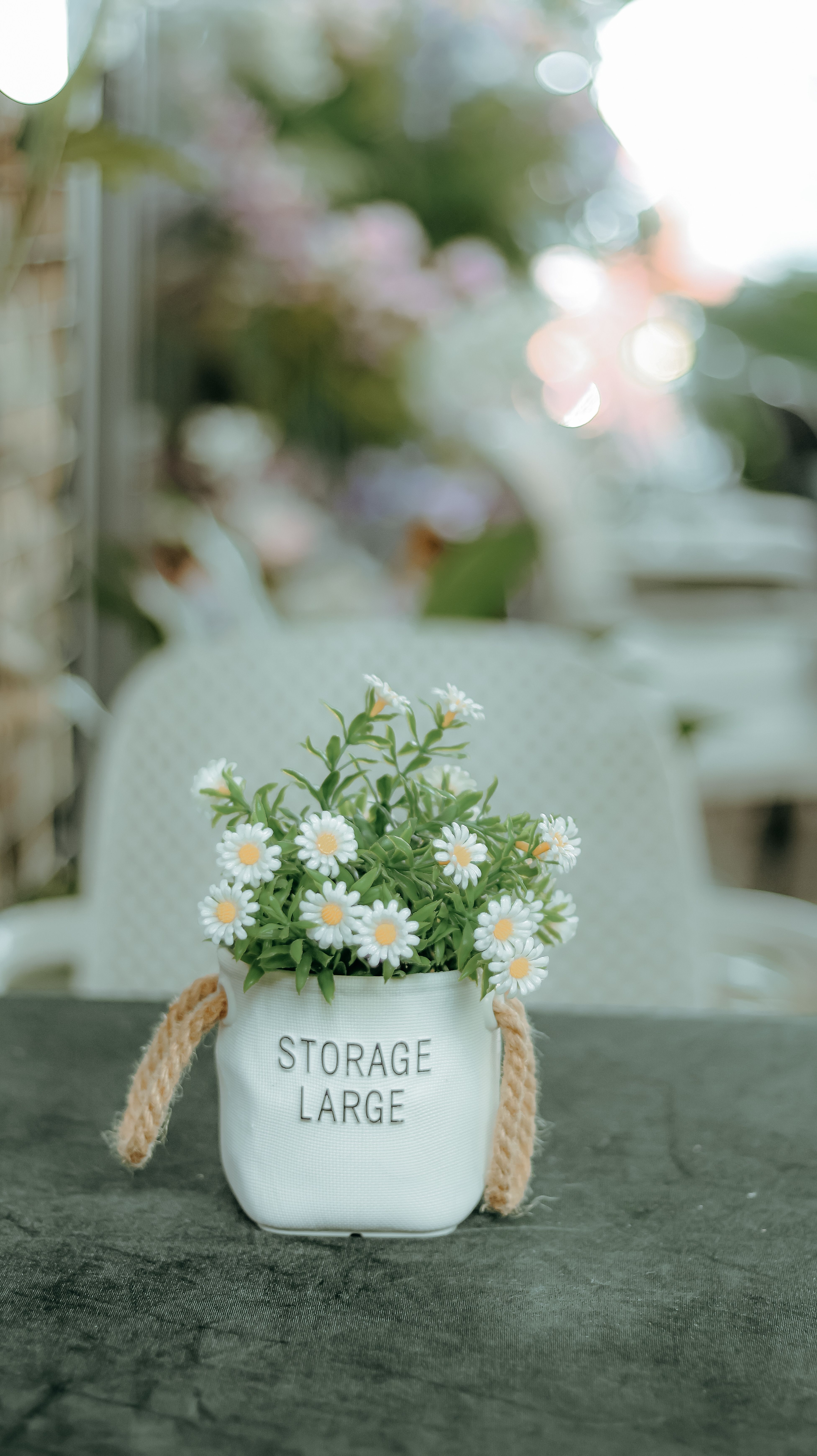 Charming Daisy Plant in a Rustic White Pot · Free Stock Photo