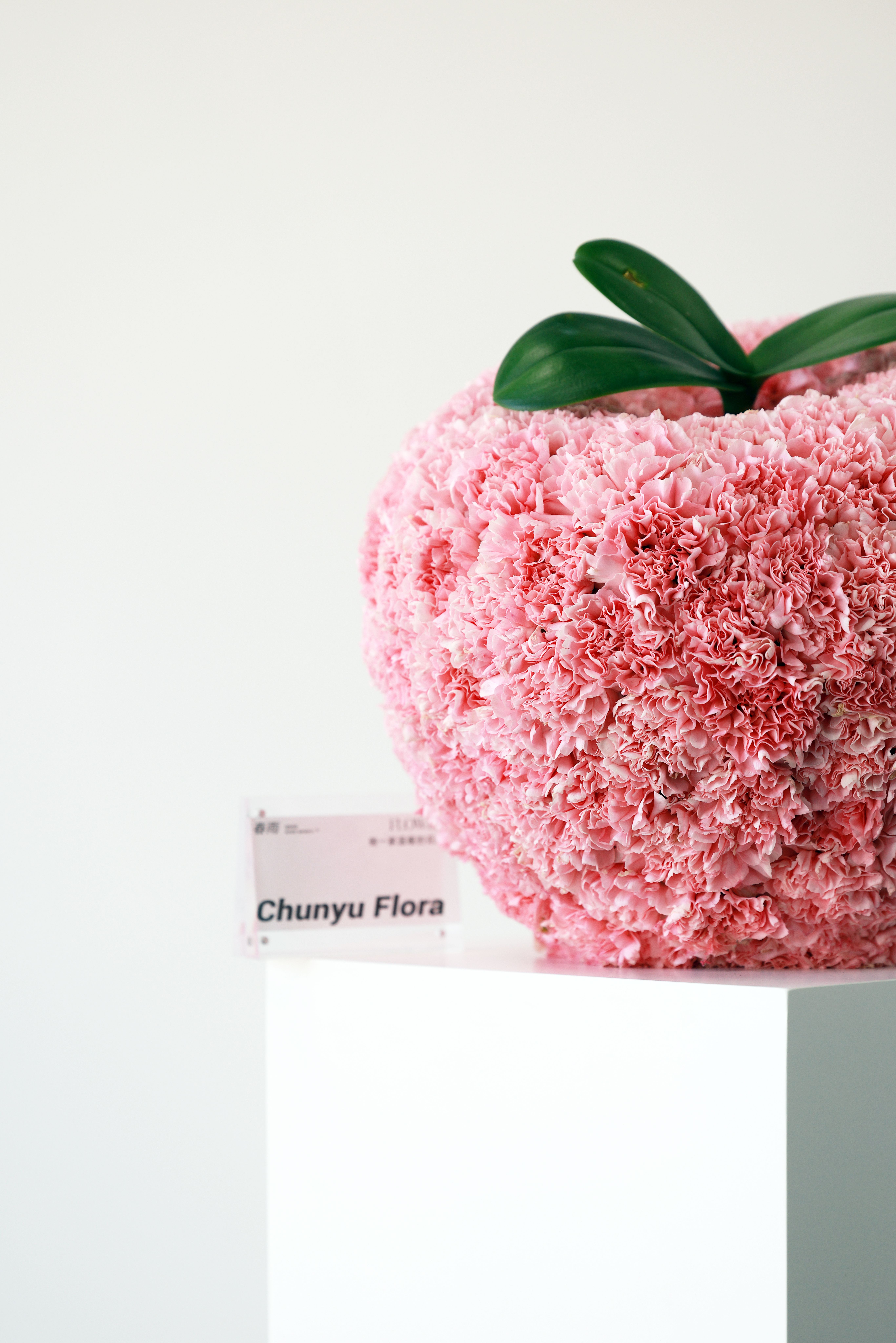A vibrant pink carnation arrangement with green leaves on a white pedestal in a minimal setting.