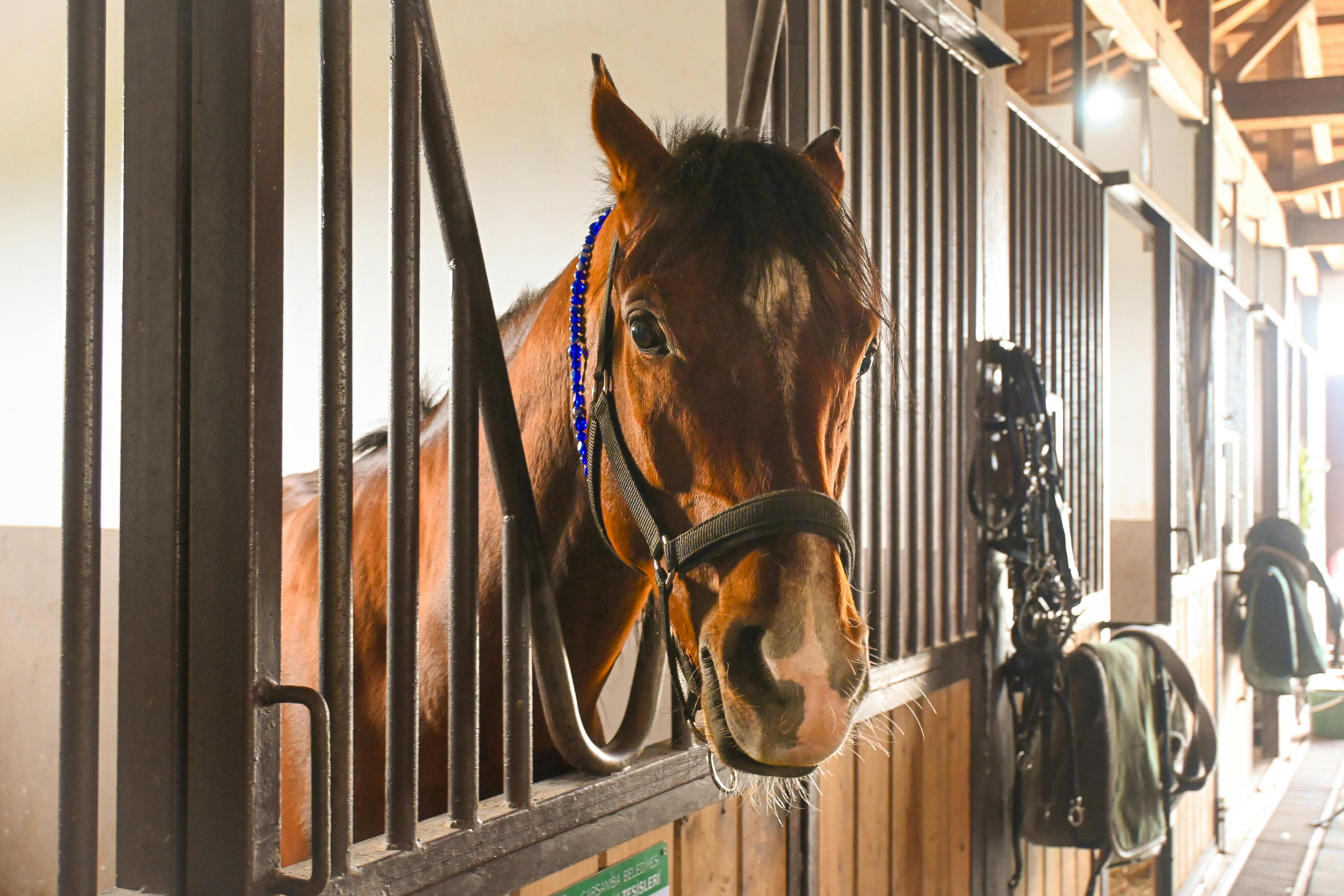 A chestnut horse wearing a halter stands inside a stable, looking directly at the camera.