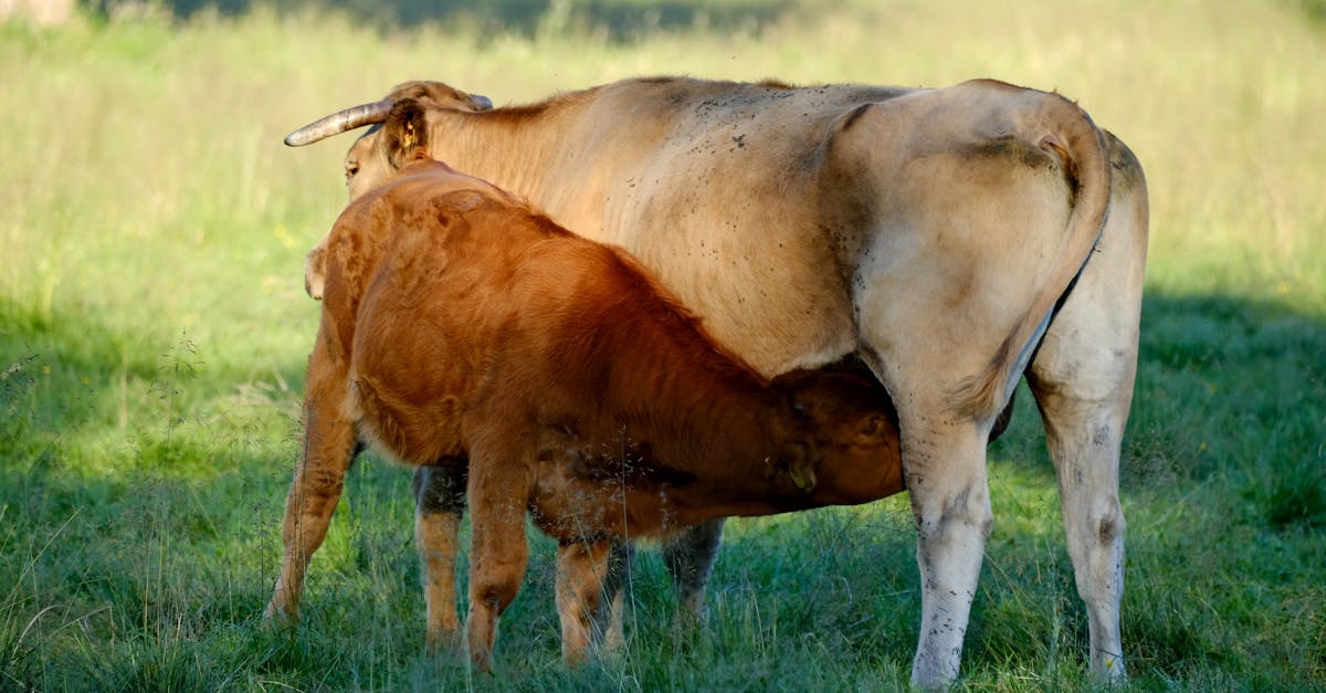 台灣最辣護理師發表政治言論,收入受創遭廠商取消合作案