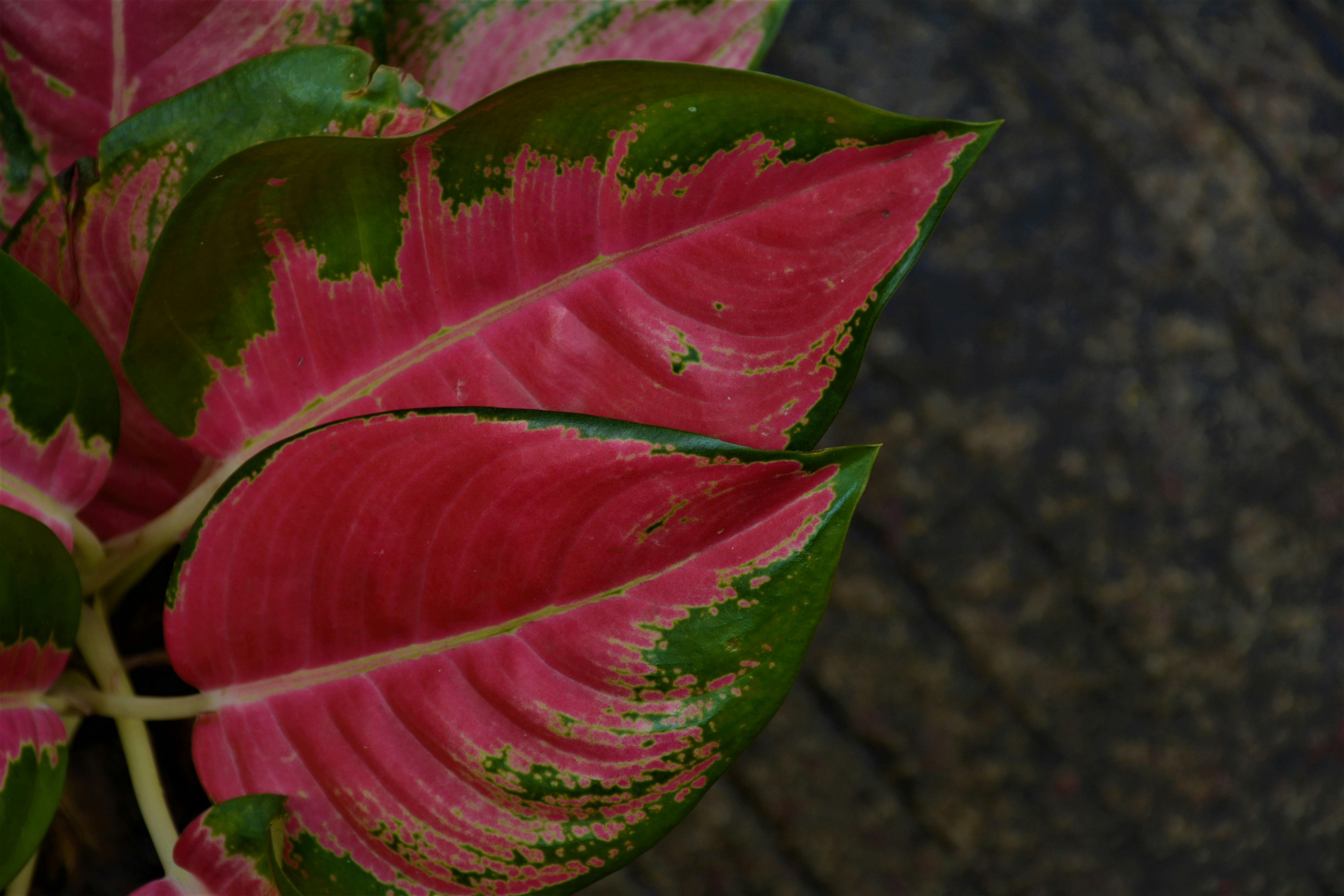 Kostenloses Foto zum Thema natur, rotes blatt, zimmerpflanze
