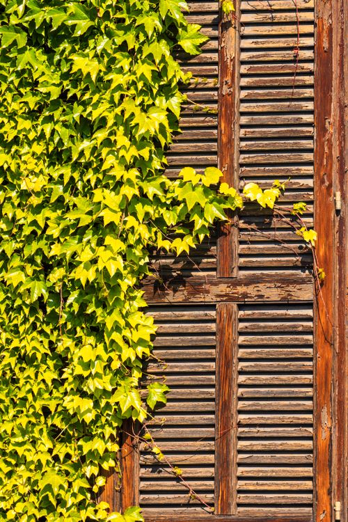 Free Rustic wooden shutter partially covered with green ivy, creating a vibrant summer scene. Stock Photo