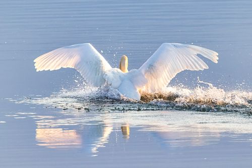 Free A majestic swan spreading its wings while gliding on calm water with a beautiful reflection. Stock Photo