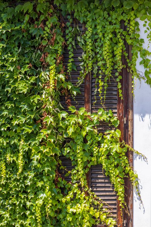 Free A rustic wooden window with lush green ivy growing over it, creating a natural and charming look. Stock Photo