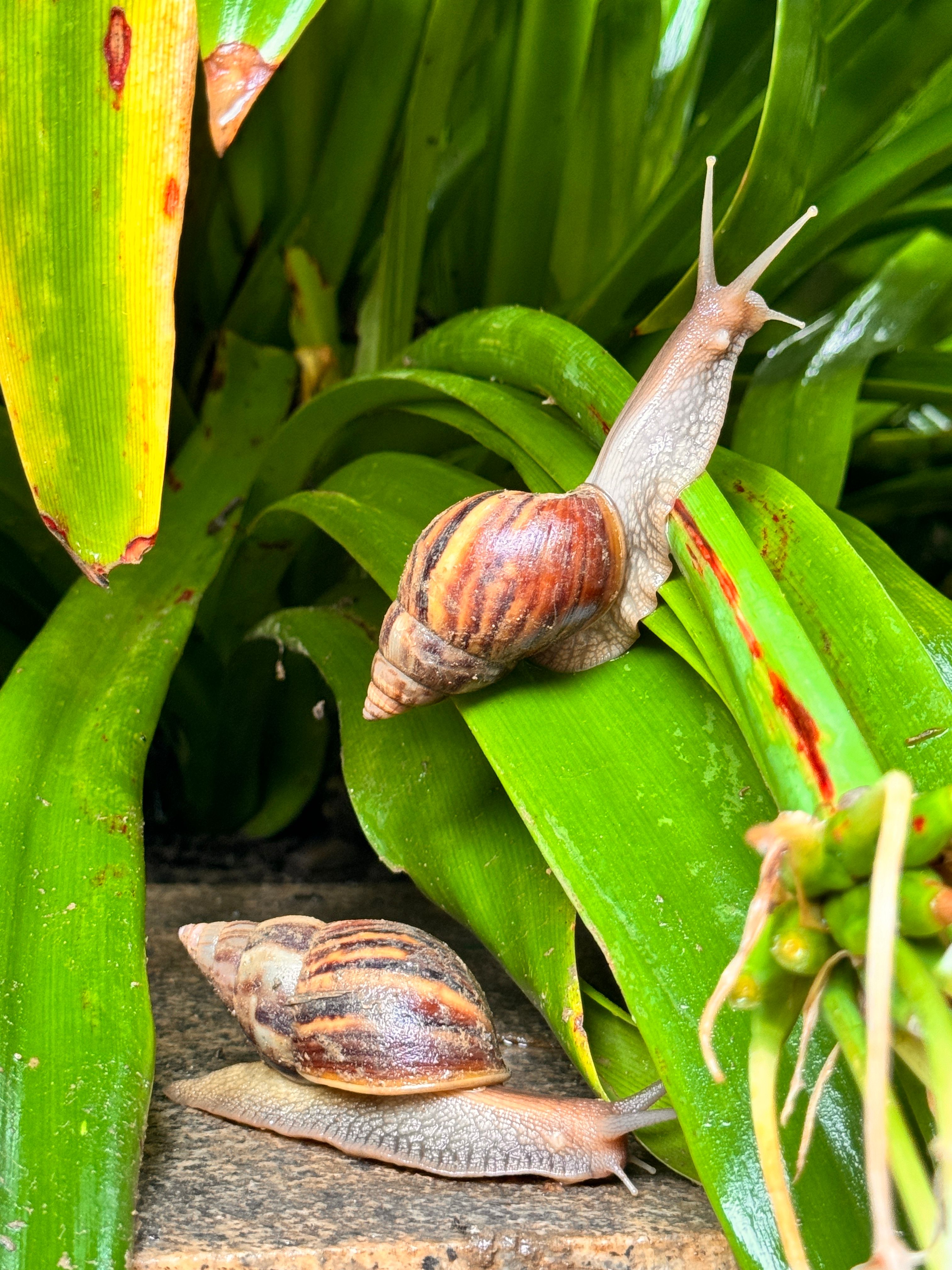 Close-up of Snails on Green Plant Leaves · Free Stock Photo