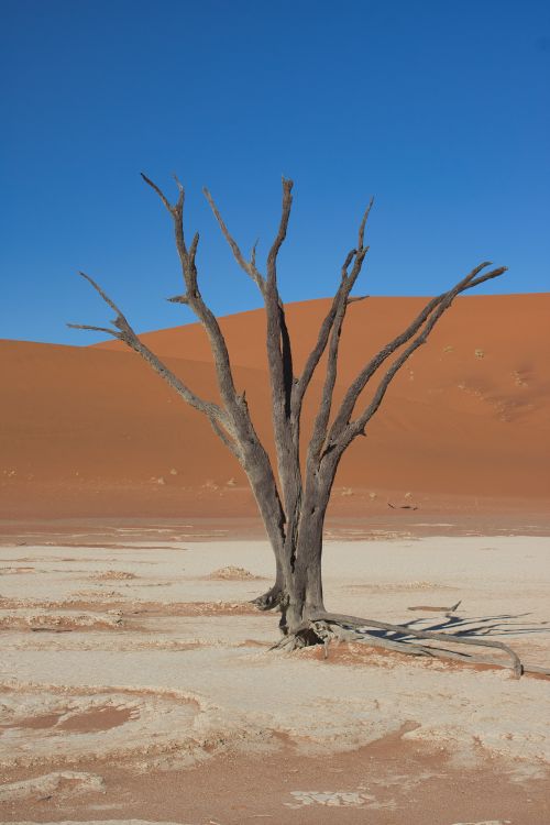 Free A solitary dead tree in the Sossusvlei desert, Namibia, under a clear blue sky. Stock Photo