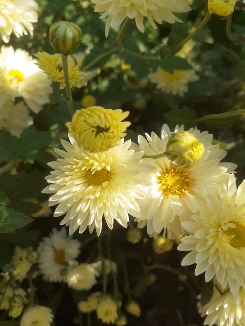 Free Beautiful close-up of yellow chrysanthemums with sunlight highlighting their petals. Stock Photo