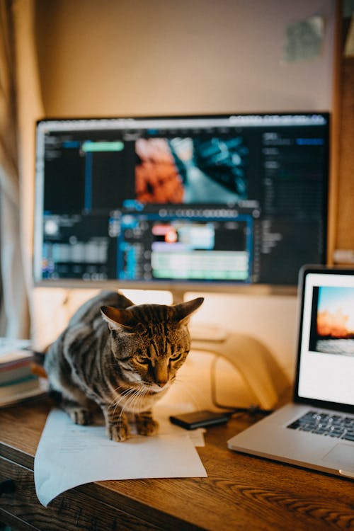 Photo Of Cat Sitting Beside Laptop