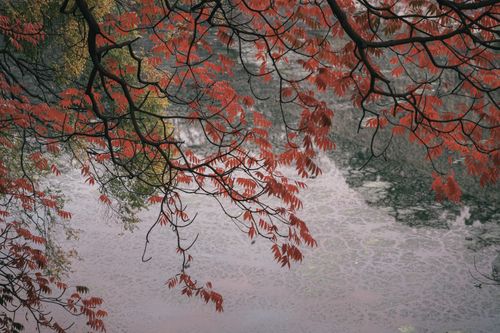 Free Branches with red leaves hanging over a calm water surface, capturing an autumn vibe. Stock Photo