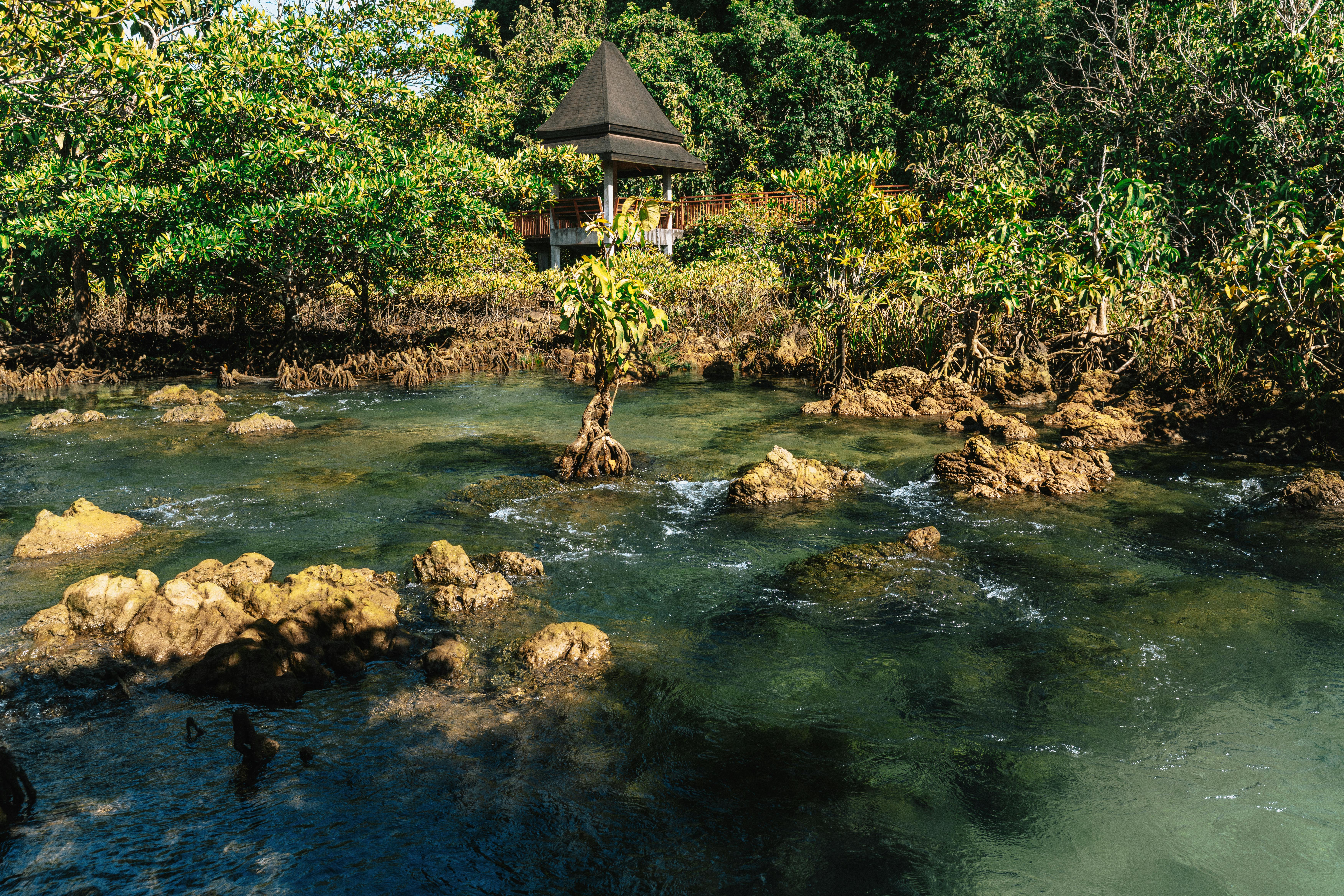 Peaceful mangrove stream flowing through lush greenery in Krabi, Thailand.
