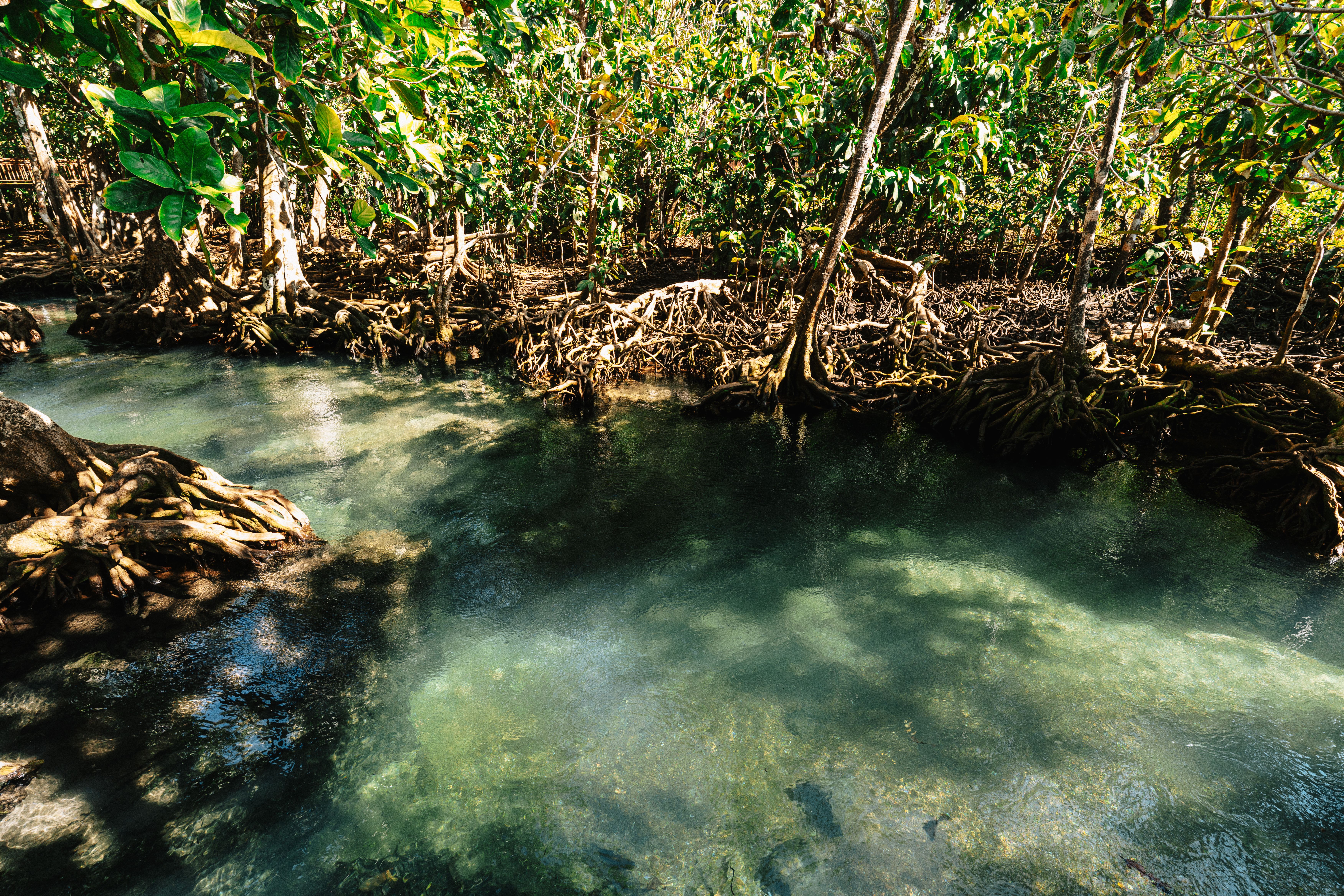 Airai Mangrove Kayak Trail