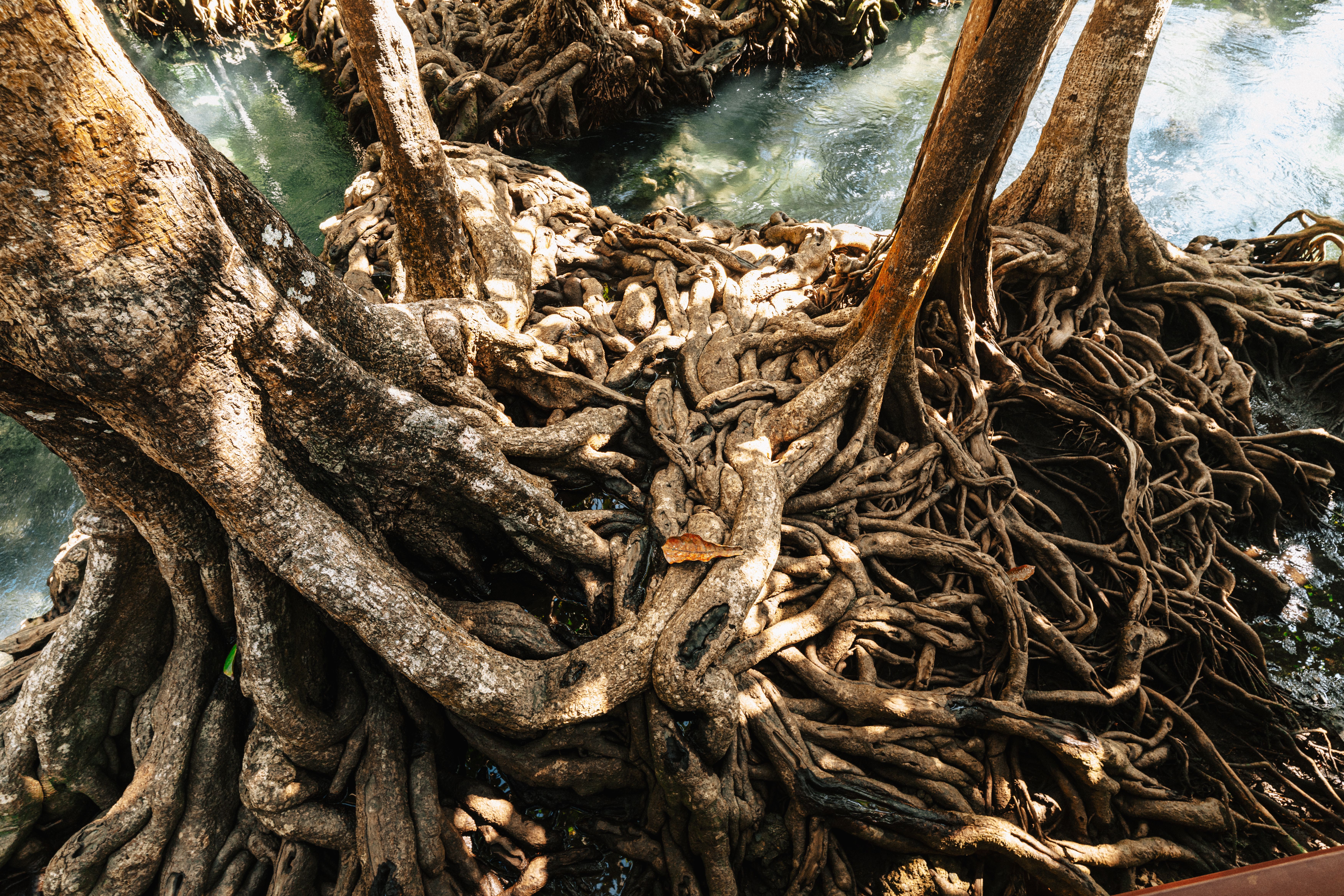 Tangled tree roots by water in Krabi, Thailand, showcasing nature's complexity.