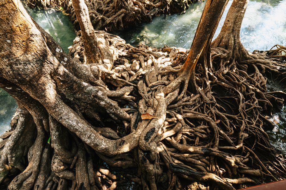 Tangled tree roots by water in Krabi, Thailand, showcasing nature's complexity.