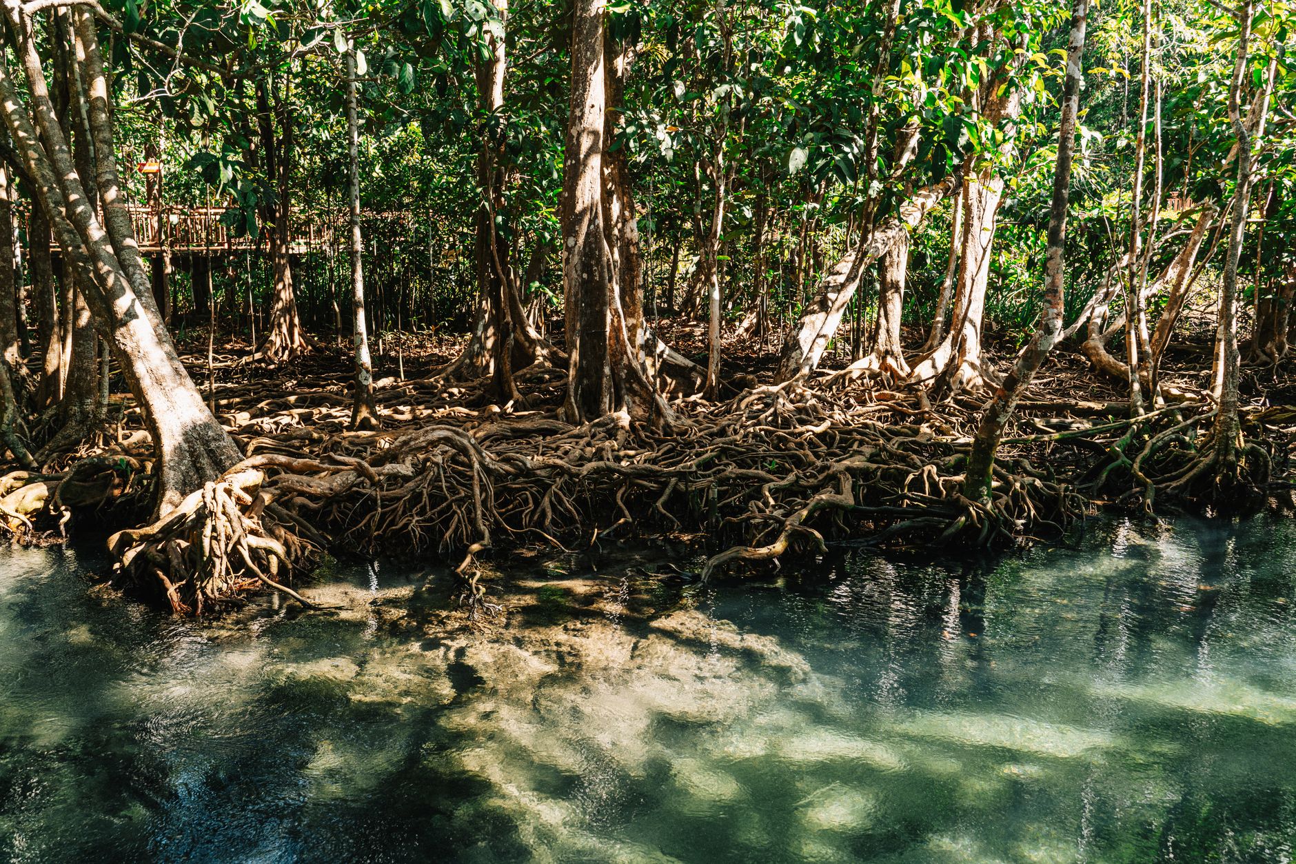Lush mangrove forest with intricate root systems in Krabi, Thailand.