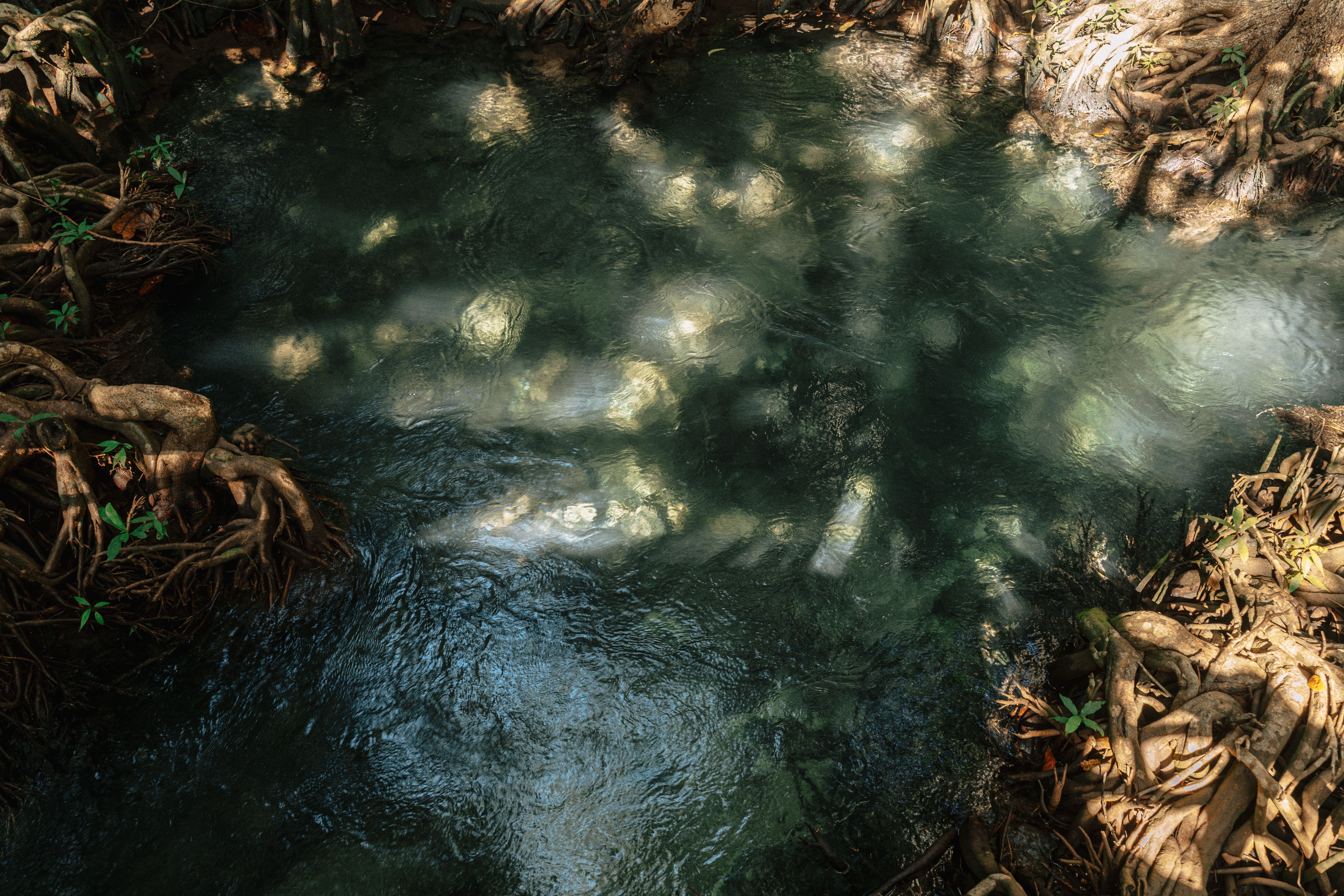 Serene spring water flows through mangroves in Krabi, Thailand, showcasing nature's beauty and tranquility.