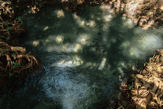Serene spring water flows through mangroves in Krabi, Thailand, showcasing nature's beauty and tranquility.