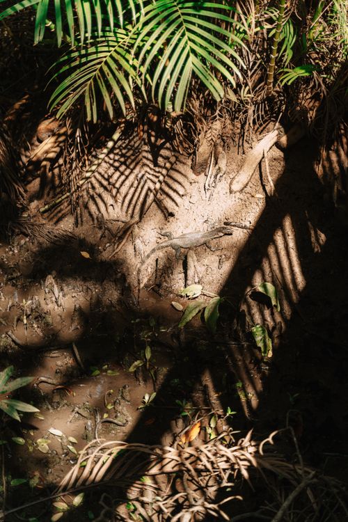 Free A crocodile blends with jungle shadows in Krabi, Thailand. Stock Photo