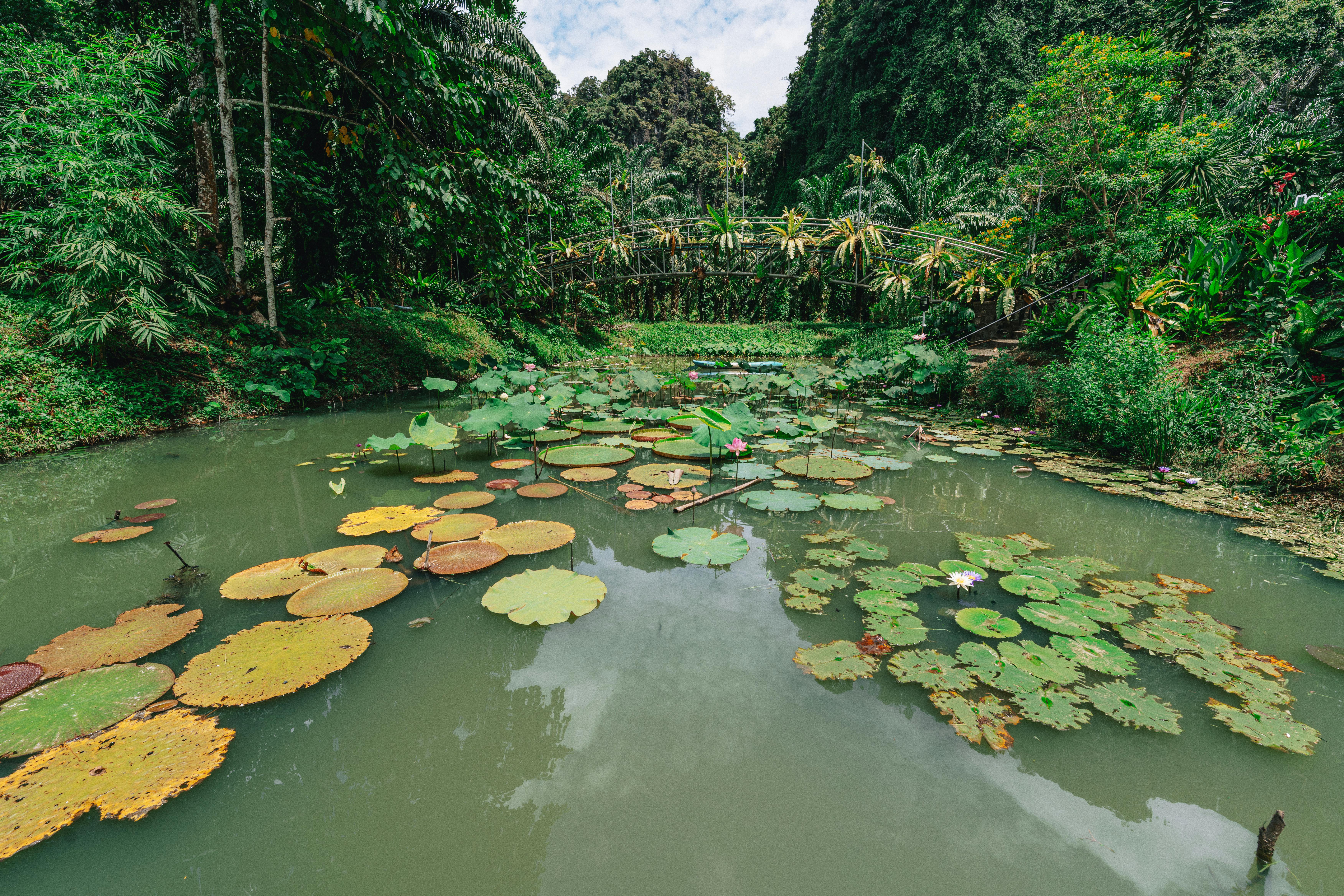 Tranquil river in Krabi, Thailand surrounded by vibrant greenery and large lily pads on a sunny day. - Krabi