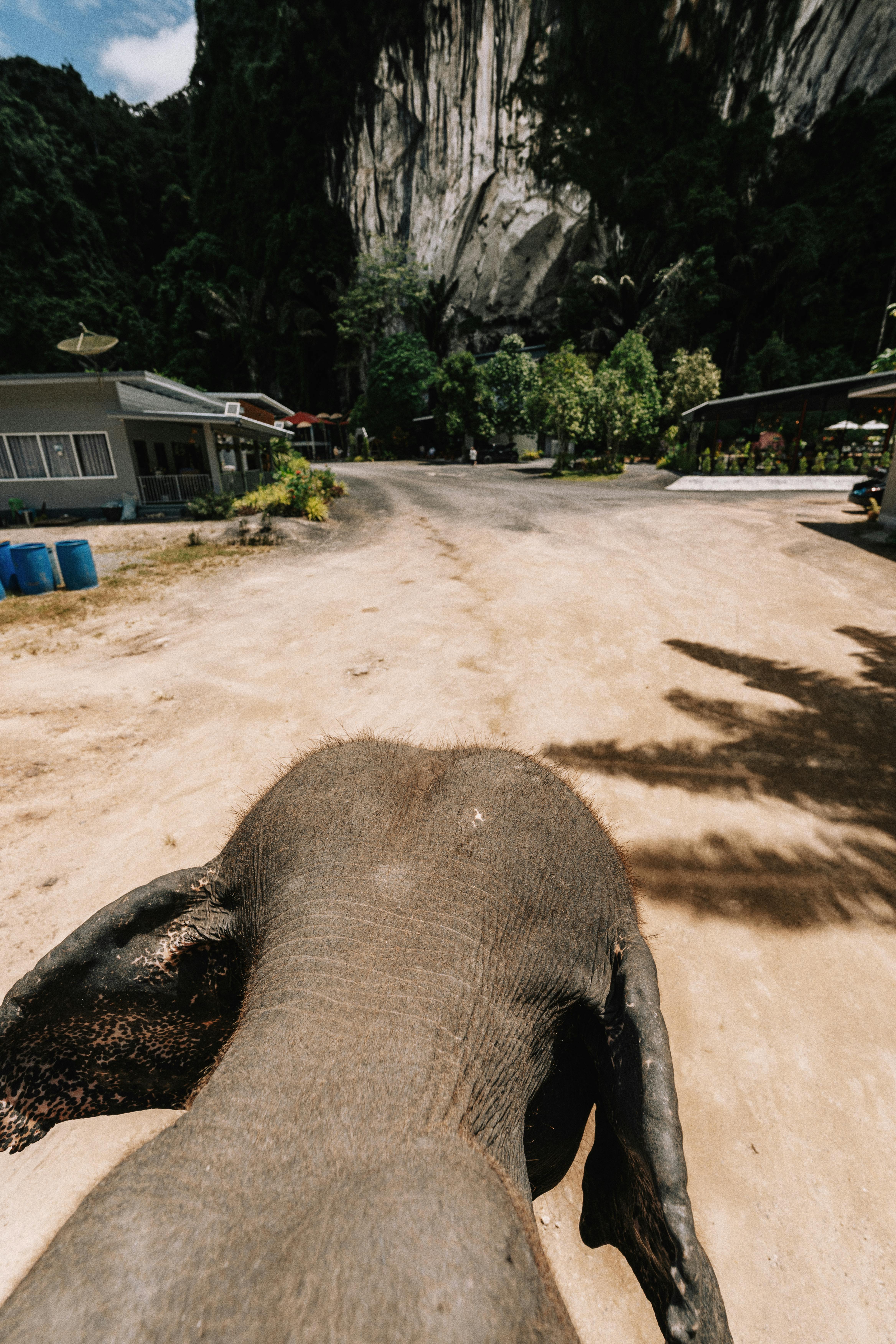 Experience an elephant ride amidst Krabi's stunning landscape and lush greenery.