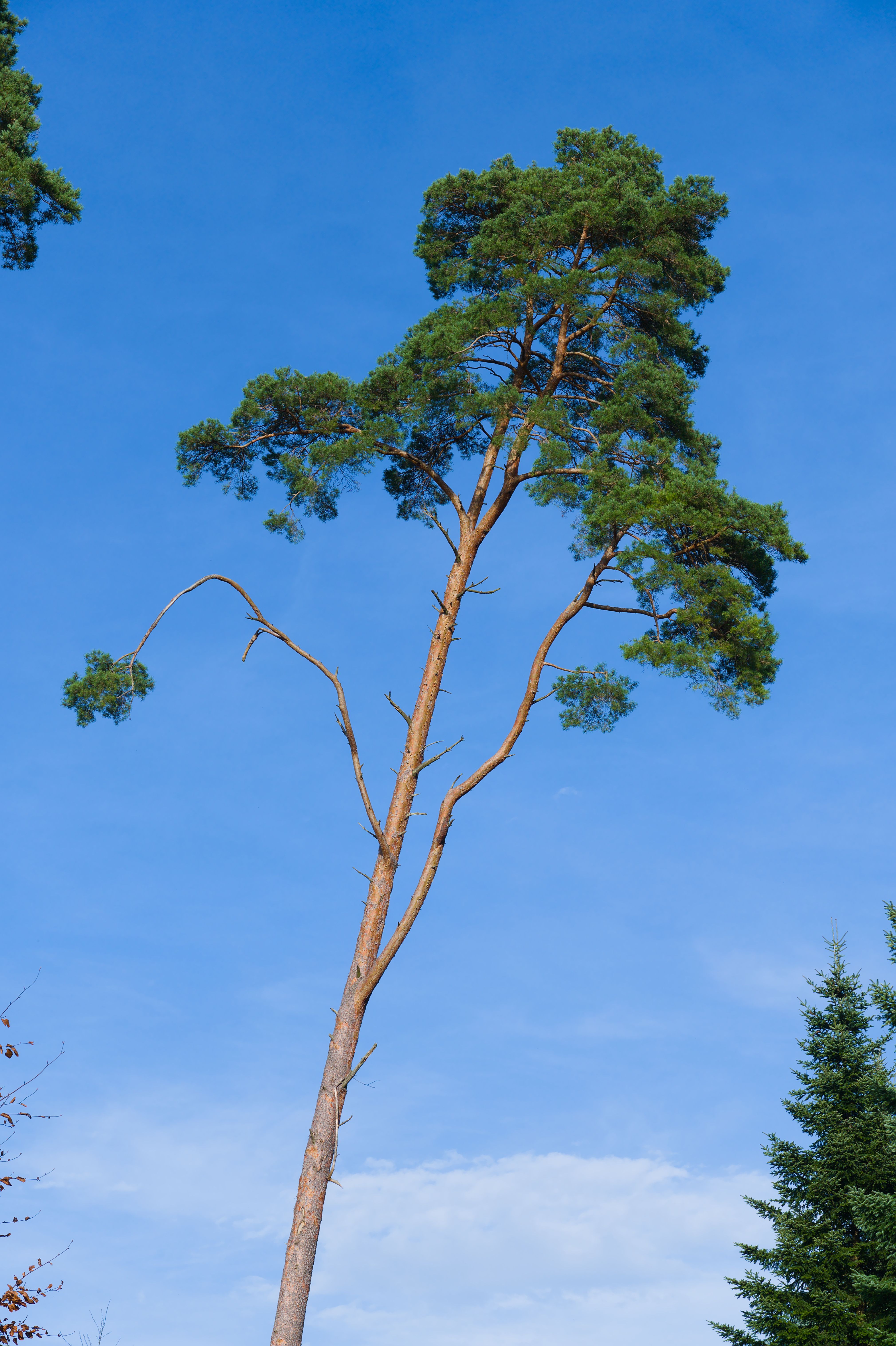 Tall Pine Tree Against Clear Blue Sky · Free Stock Photo