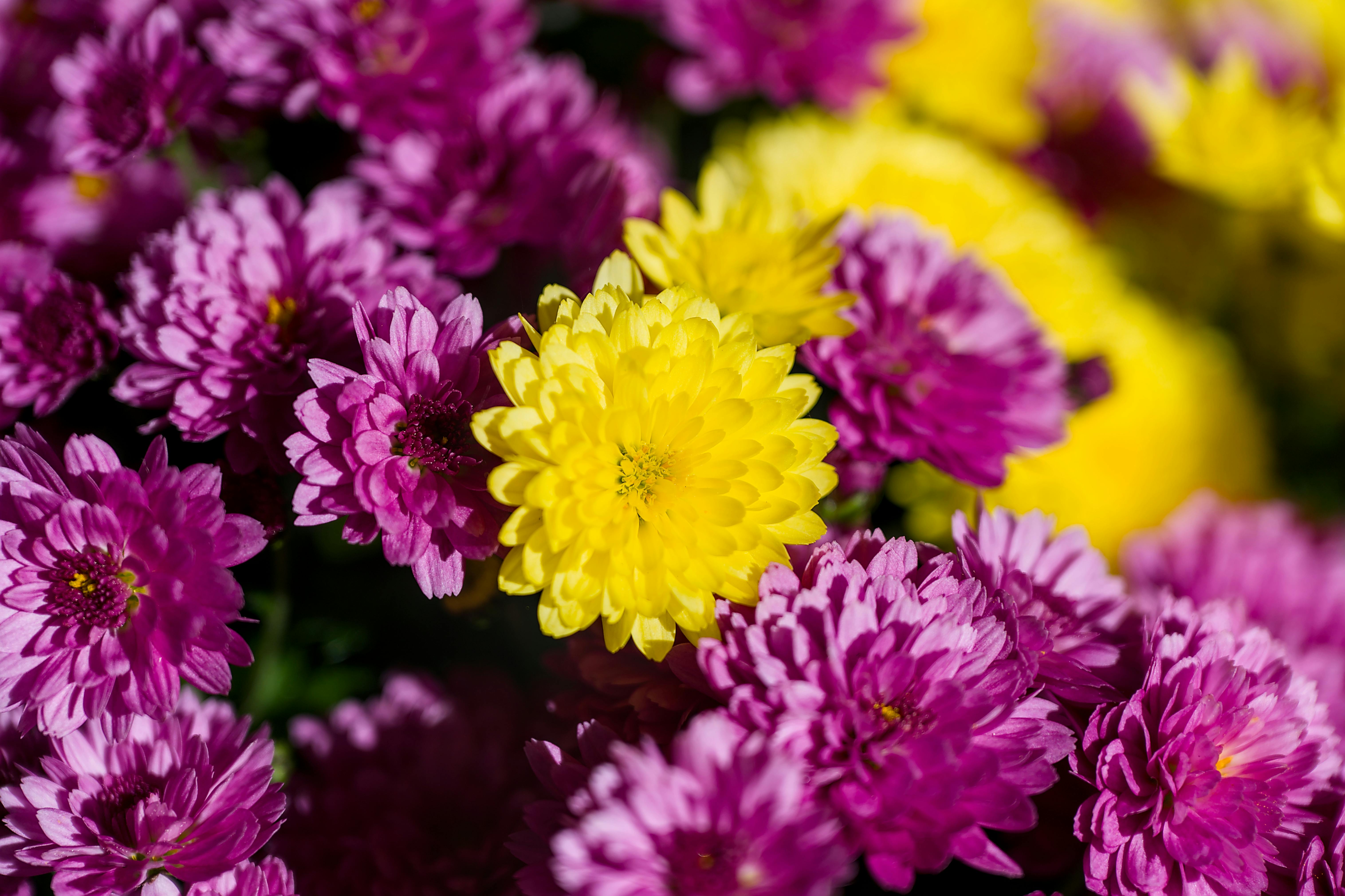 [ColoSach]-close-up-of-colorful-chrysanthemums-in-full-bloom,-showcasing-vibrant-pink-and-yellow-petals.