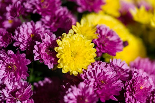 Close-up of colorful chrysanthemums in full bloom, showcasing vibrant pink and yellow petals.