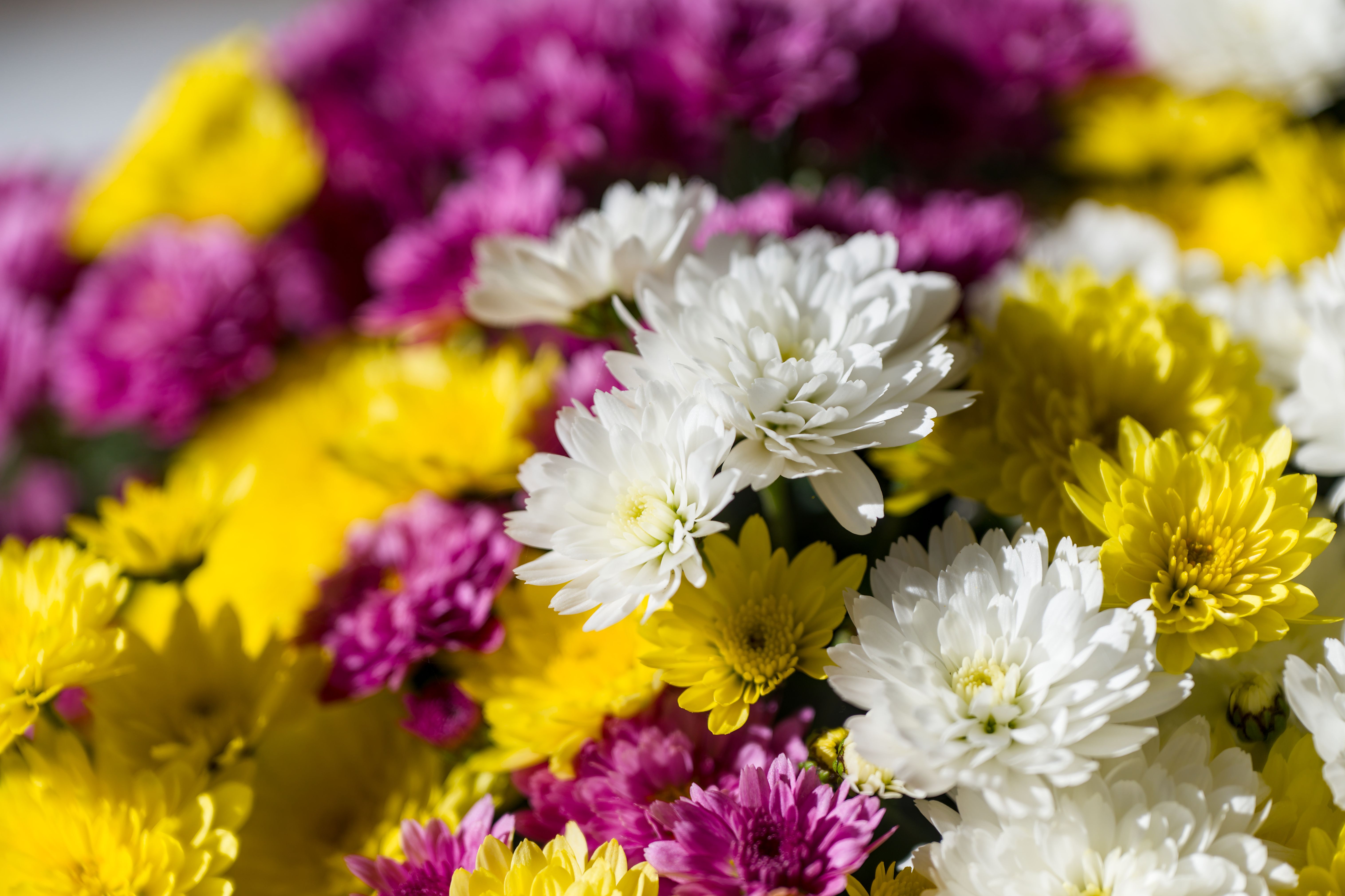 Chrysanthemenfest in Japan