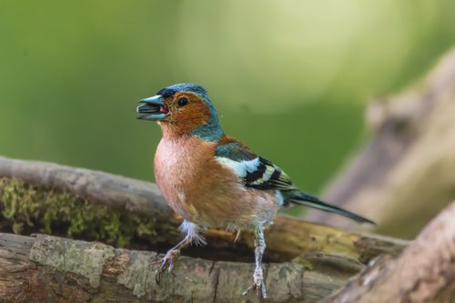 Free Close-up of a colorful chaffinch perched on a tree branch in a forest setting. Stock Photo