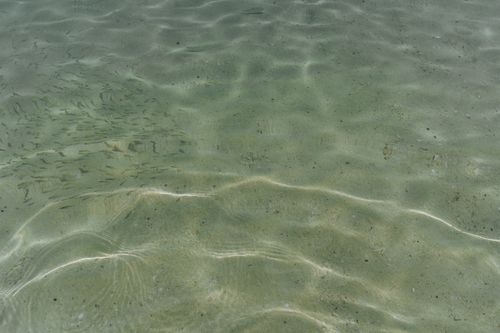 Free Crystal clear water with small fish swimming near Ko Panyi, Thailand. Stock Photo