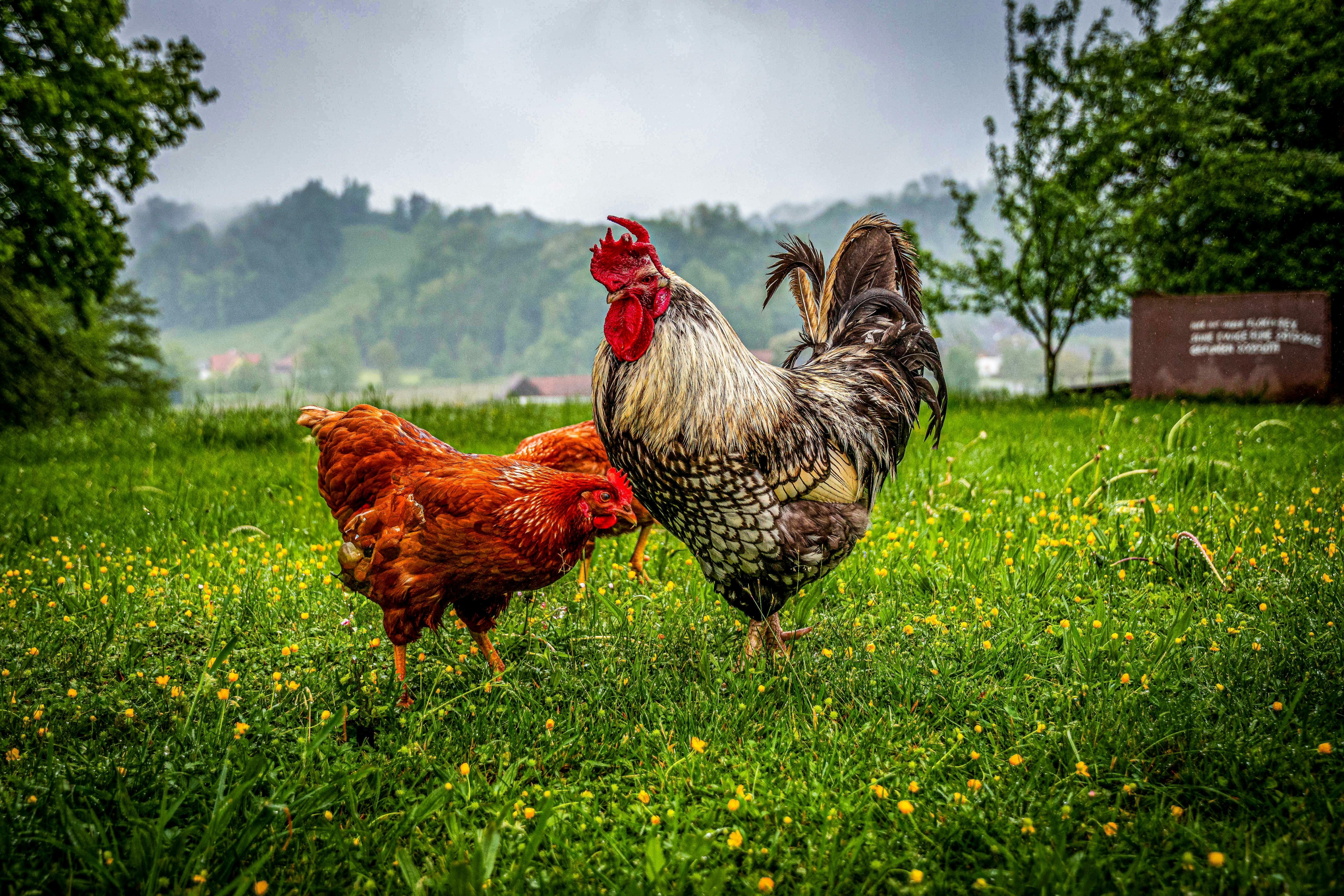大甲芋頭田成為最佳食農教育課堂，體驗農耕更貼近生活