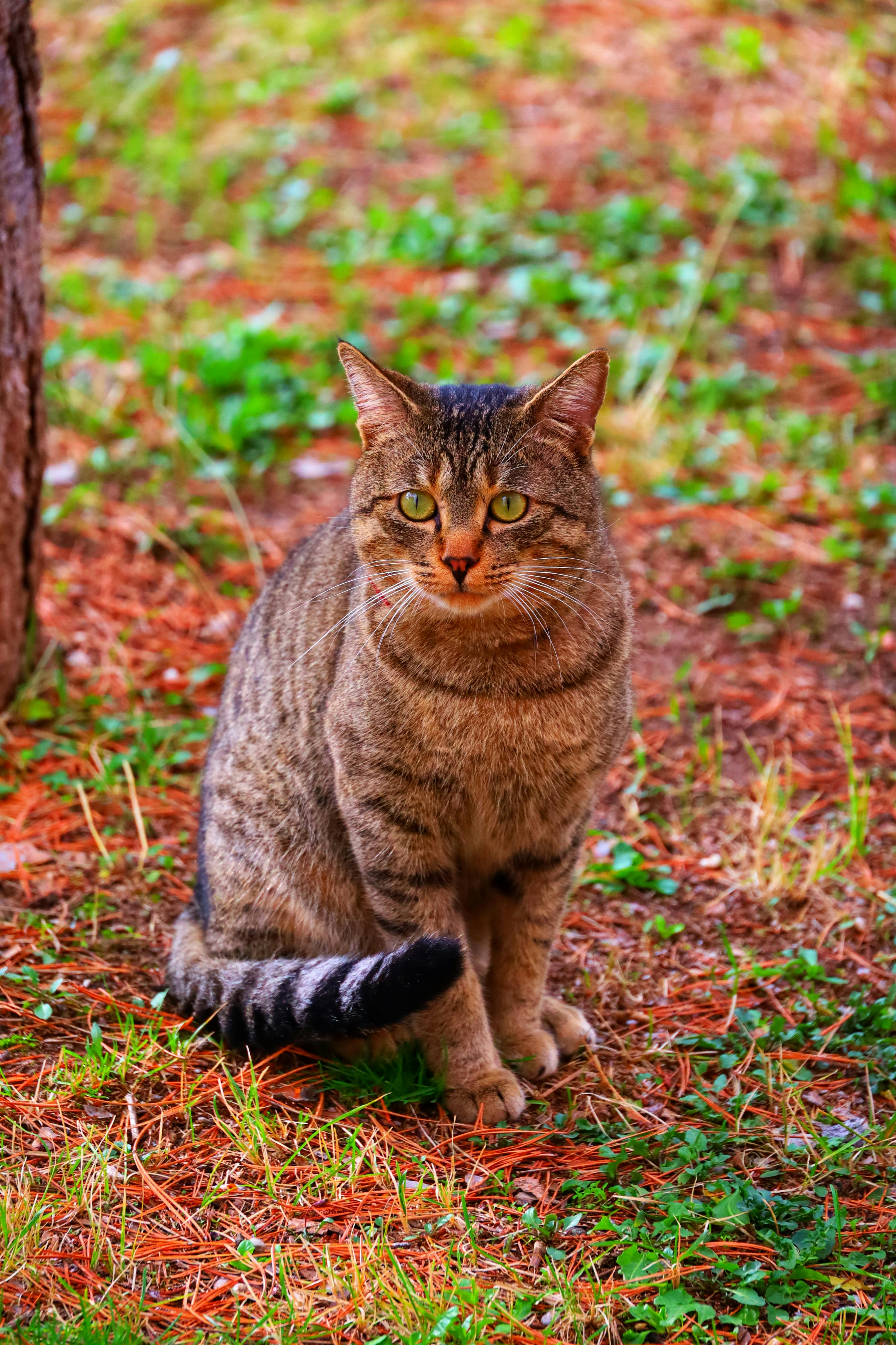 A tabby cat sitting on autumn leaves, surrounded by greenery.