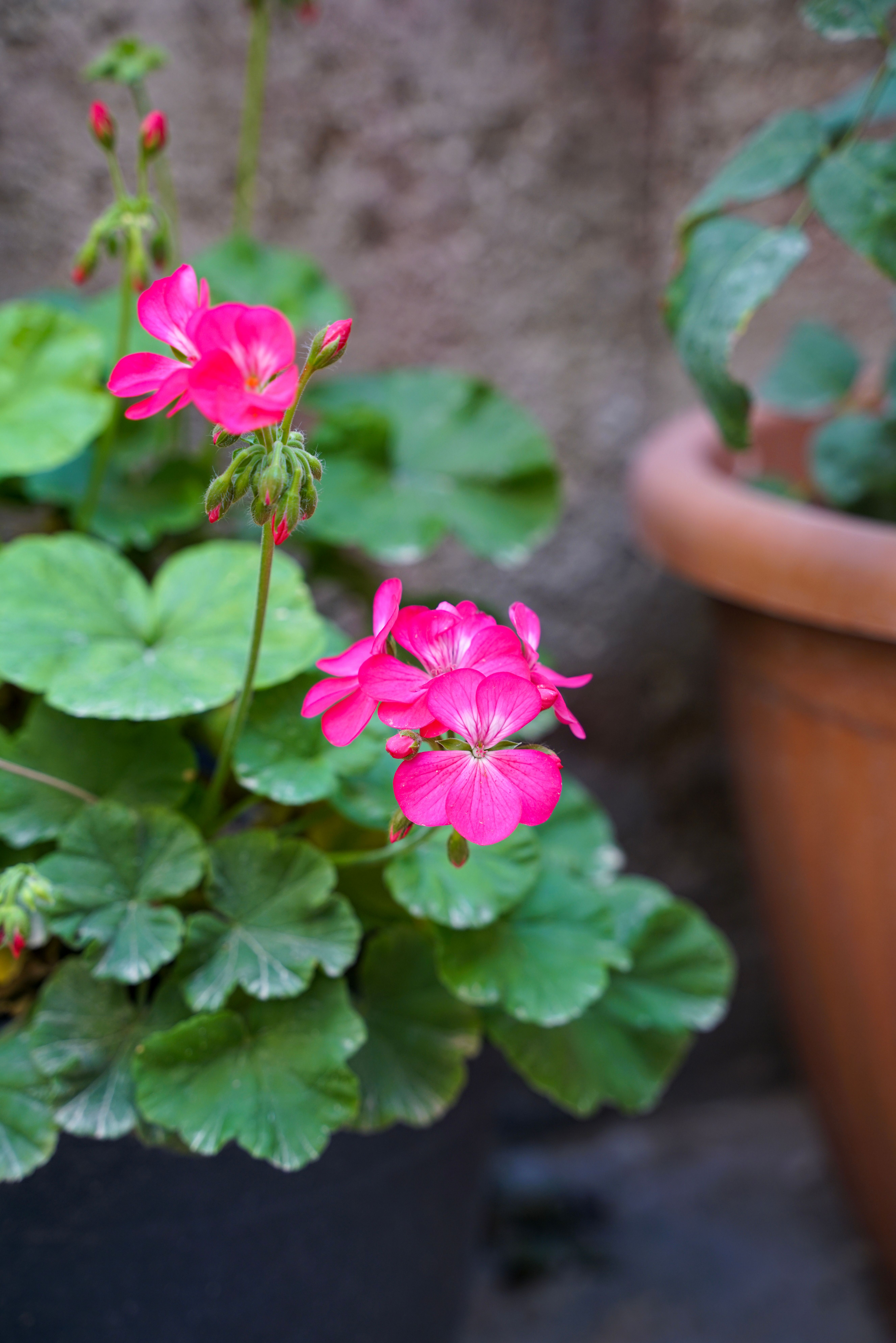 Gratis Gerani rosa acceso in un giardino di Gerusalemme, che mettono in mostra fiori e fogliame rigogliosi in un vaso di terracotta. Foto a disposizione