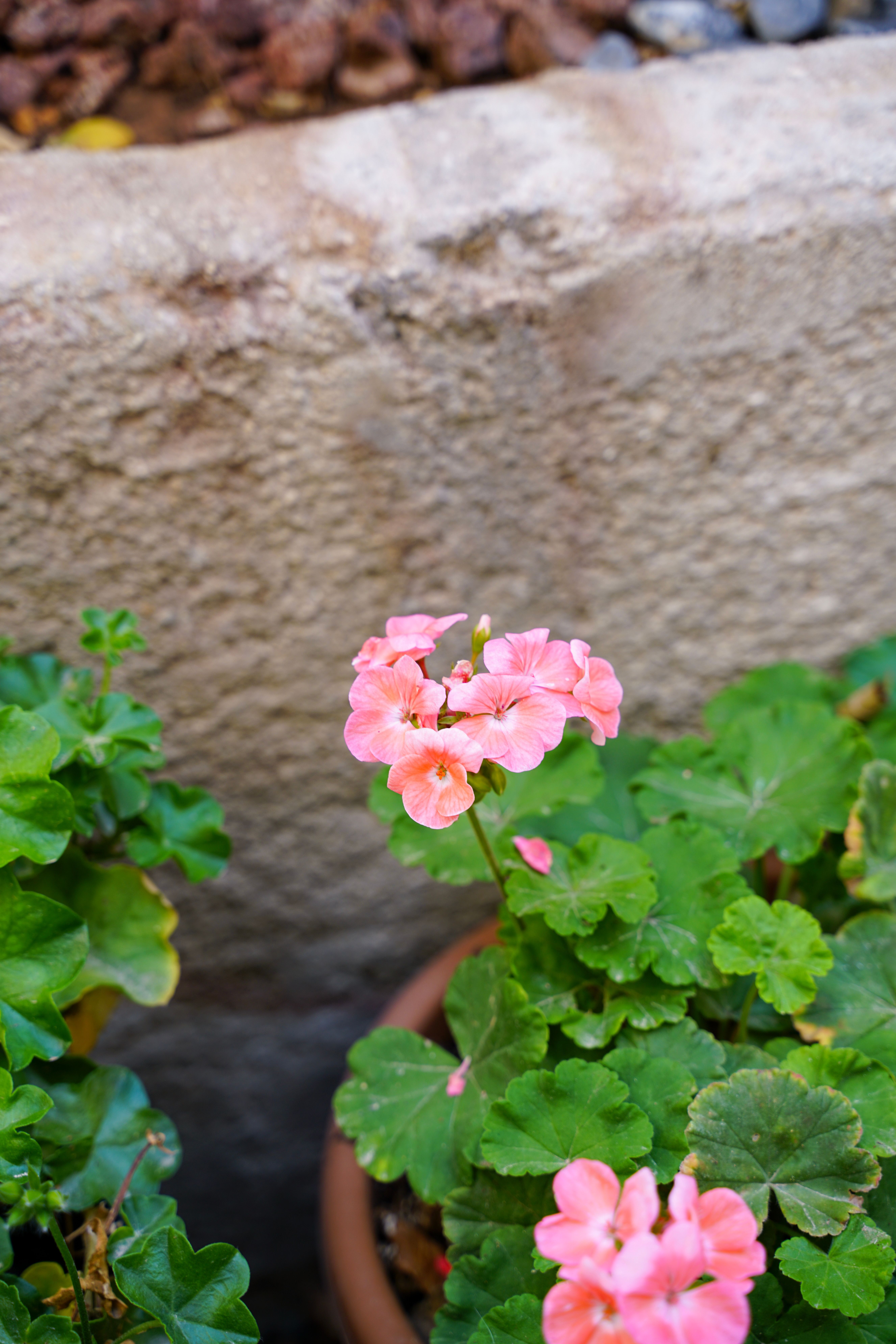 Gratis Primo piano di fiori di geranio rosa in un vaso di terracotta contro un muro di pietra. Foto a disposizione