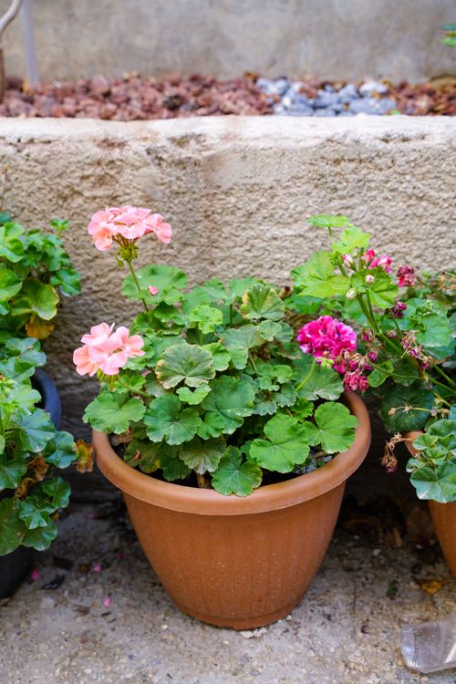 Geranium