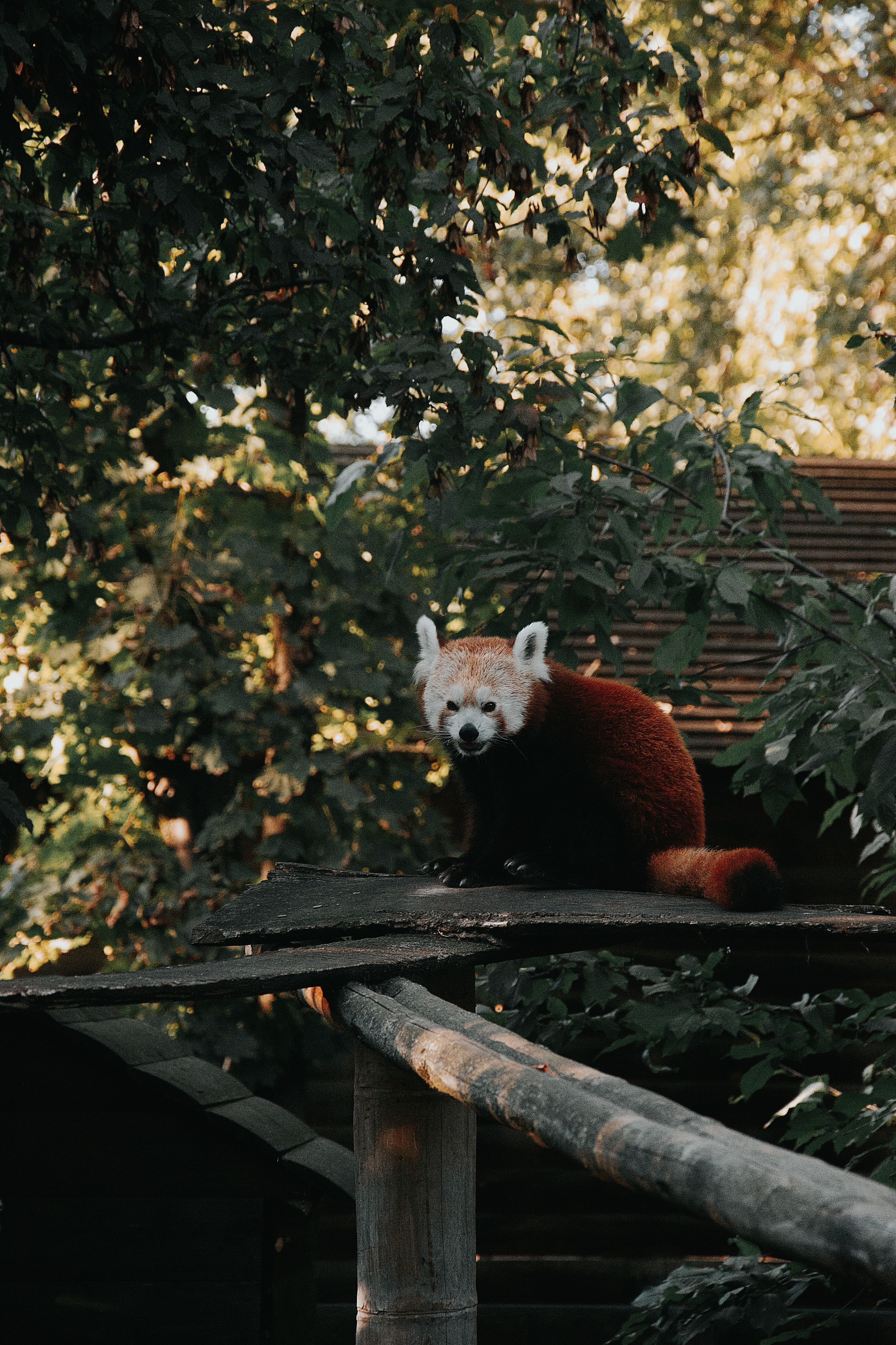Red Panda in Lush Hungarian Forest Habitat · Free Stock Photo