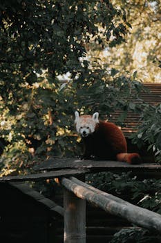 A red panda resting on a wooden platform amidst lush greenery in Hungary.