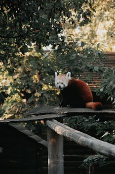 A red panda peacefully perched on a wooden platform surrounded by lush greenery in Hungary.