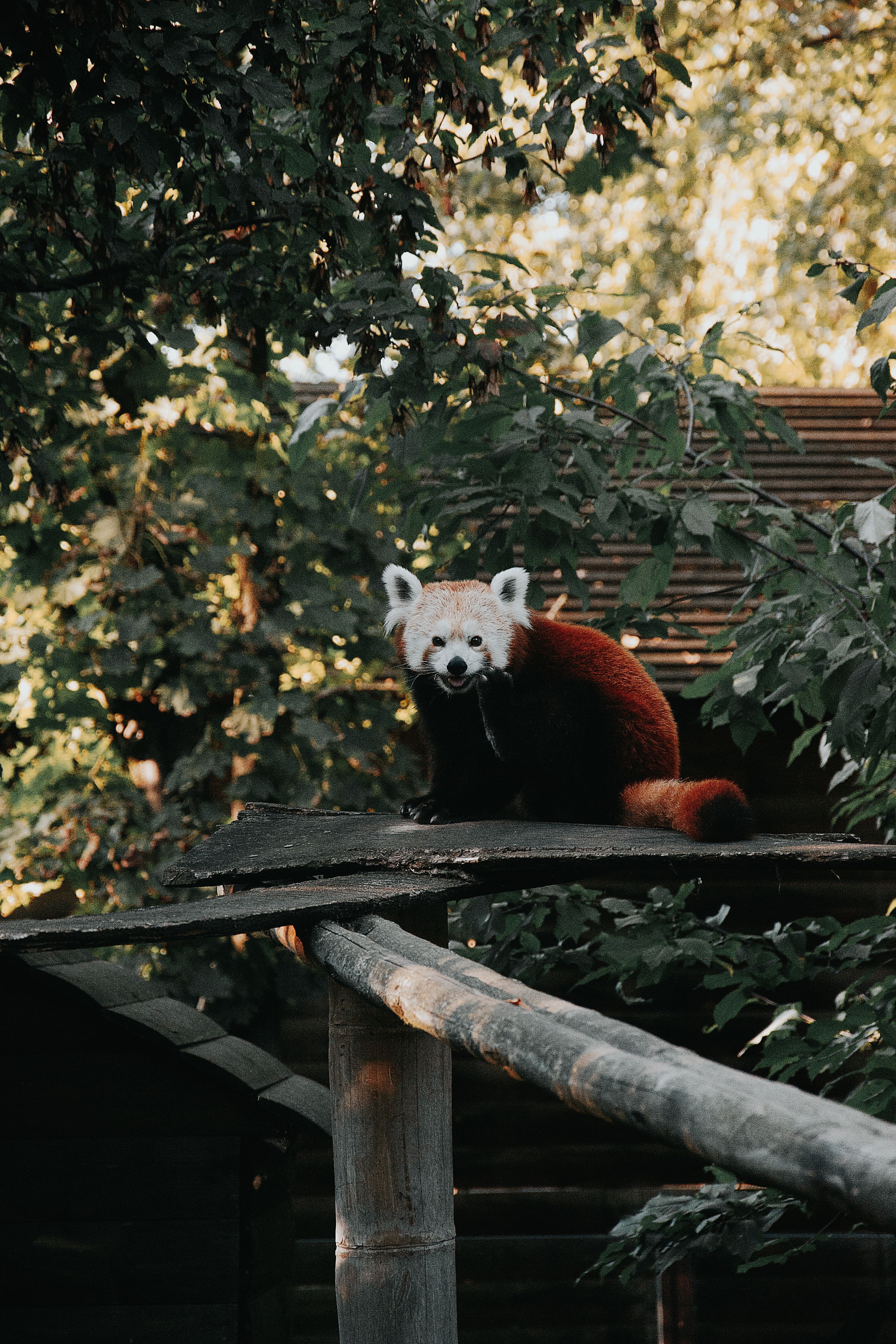 Panda Roux Sur Une Plateforme En Bois Dans Une Forêt Luxuriante · Photo ...
