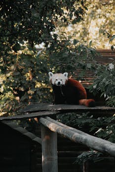 A curious red panda perched on a platform surrounded by greenery in Hungary.