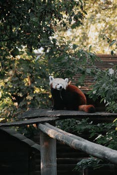 A red panda relaxes on a wooden platform surrounded by lush greenery at a zoo in Hungary.