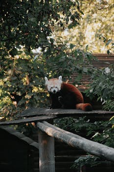 A red panda sits calmly on a wooden platform surrounded by lush greenery outdoors.