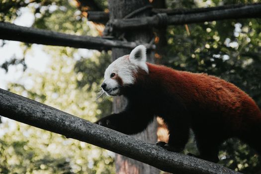 A red panda gracefully balances on a tree branch in a lush Hungarian forest setting.
