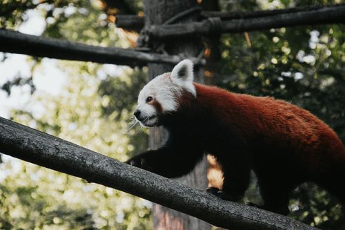 Free A red panda gracefully balances on a tree branch in a lush Hungarian forest setting. Stock Photo