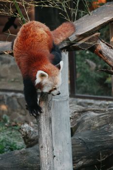 A curious red panda climbs a wooden structure, showcasing its agility and charm.