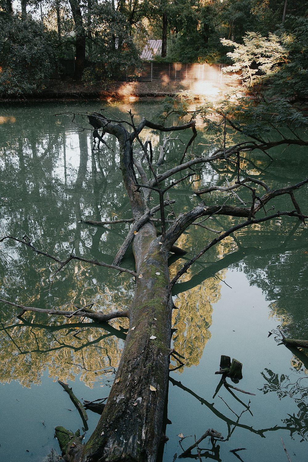 Serene Lake Scene with Fallen Tree in Hungary · Free Stock Photo