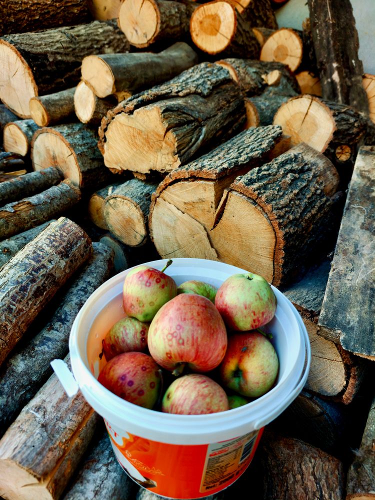 Apple Log Photos, Download The BEST Free Apple Log Stock Photos & HD Images