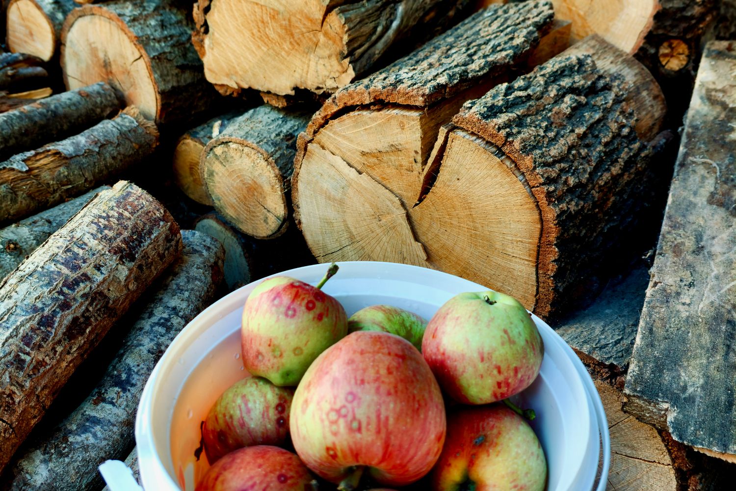 Apple Color Logs Apple Log Photos, Download The BEST Free Apple Log Stock Photos & HD Images