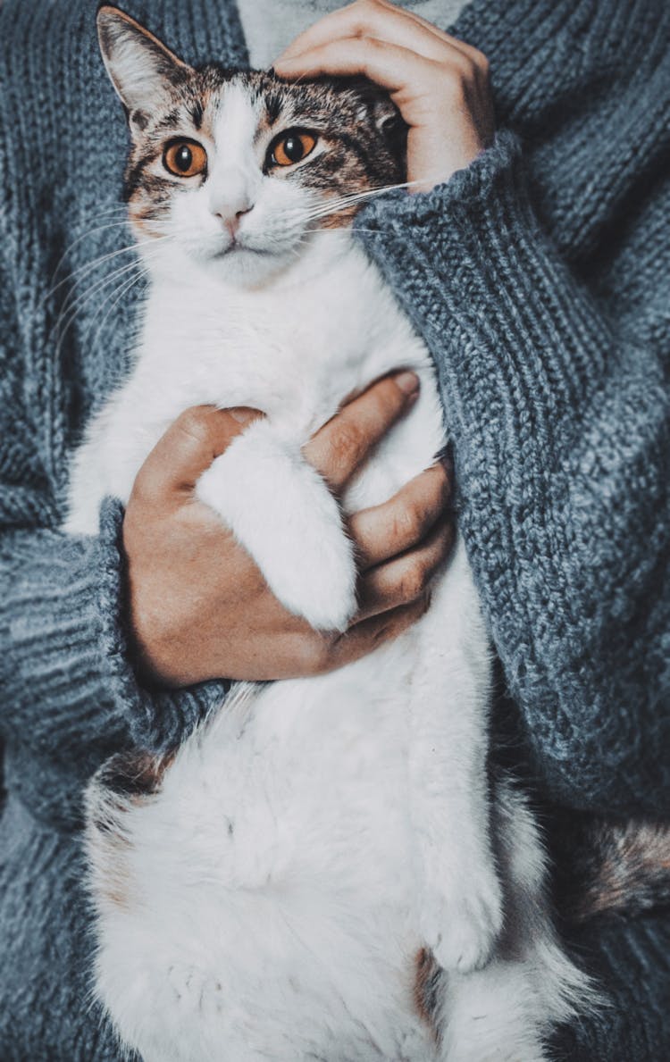 Person Holding Cat